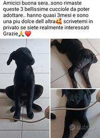 Cucciole in adozione