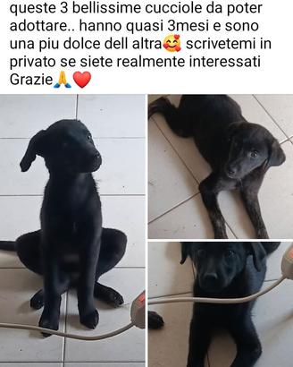 Cucciole in adozione
