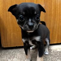 Cuccioli di chihuahua