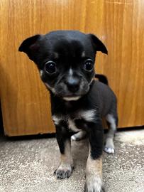Cuccioli di chihuahua