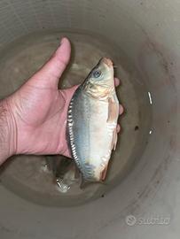 Carpa specchio 20-25 cm - 10 euro