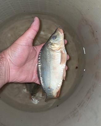 Carpa specchio 20-25 cm - 10 euro