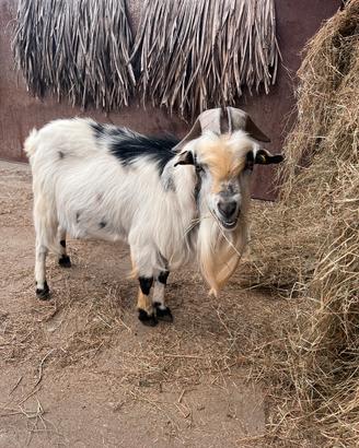 Capra tibetana