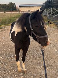 Pony femmina