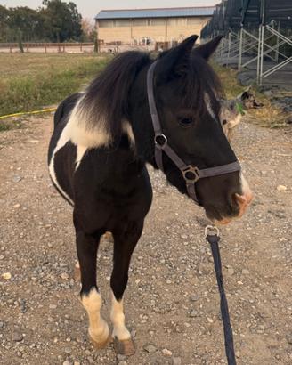 Pony femmina