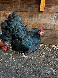 Galline Australorp