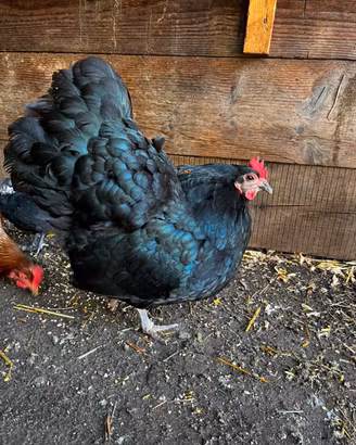 Galline Australorp