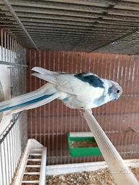 Kakariki