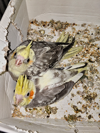 Calopsite fine imbecco