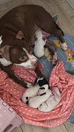 Cuccioli pitbull nati il 10/09/2026 statte (ta)