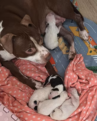 Cuccioli pitbull nati il 10/09/2026 statte (ta)
