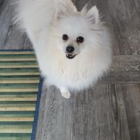 Volpino di Pomerania con pedigree