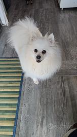 Volpino di Pomerania con pedigree