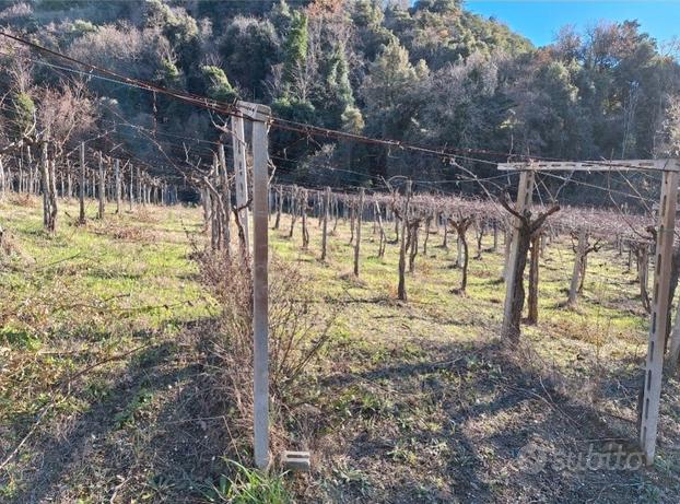 Terreno agricolo con vigneto e uliveto