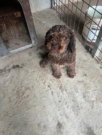 Lagotto femmina da tartufo