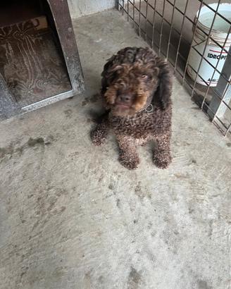 Lagotto femmina da tartufo
