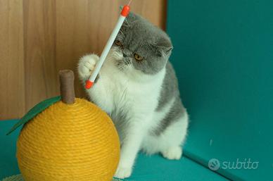 Cucciolo Blue e bianco di gatti Exotic Shorthair