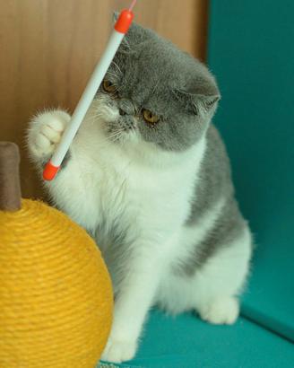 Cucciolo Blue e bianco di gatti Exotic Shorthair