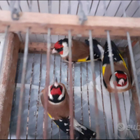 Cardellini mosaici rossi cardinalini e altro