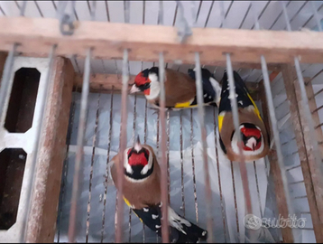 Cardellini mosaici rossi cardinalini e altro