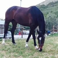 Cavalla sella italiana