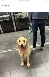 Animali