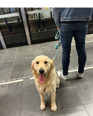 Animali