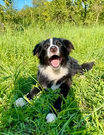 Giovani Border Collie