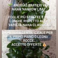 Pianta acquario Anubias batteri nana narrow leaf