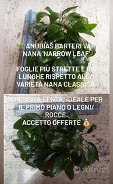 Pianta acquario Anubias batteri nana narrow leaf