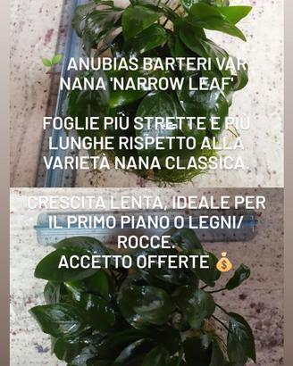 Pianta acquario Anubias batteri nana narrow leaf