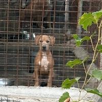 Cuccioli american Pitbull terrier in standard UKC