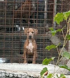 Cuccioli american Pitbull terrier in standard UKC