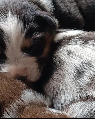 Australian Shepherd Pastore Australiano cuccioli