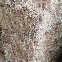 Ballette I taglio e loietto