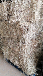 Ballette I taglio e loietto