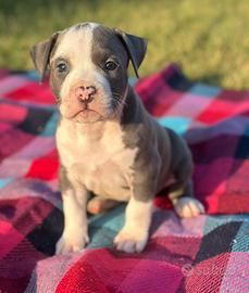 Cuccioli Amstaff