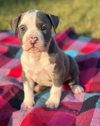 Cuccioli Amstaff