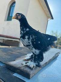Pulcini brahma