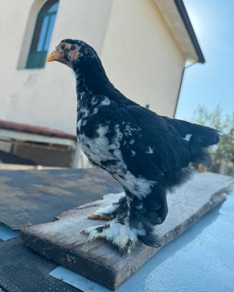 Pulcini brahma