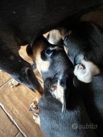 Cuccioli di pincher