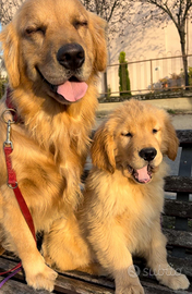 Golden retriever american