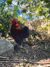 Gallo giovane 1 anno e mezzo