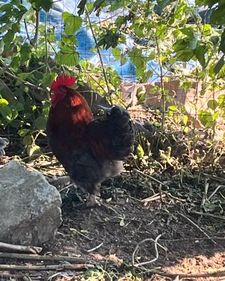 Gallo giovane 1 anno e mezzo