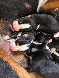 Cuccioli di Grande Bovaro Svizzero