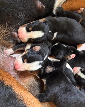Cuccioli di Grande Bovaro Svizzero