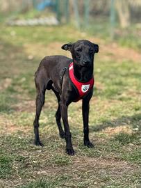 Piccolo Levriero Italiano