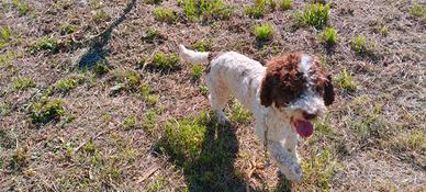 Lagotto romagnolo con pedigree