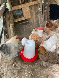 Pulcini di gallina BRAHMA