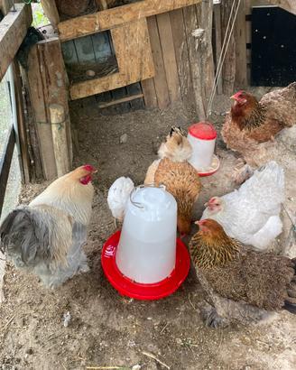 Pulcini di gallina BRAHMA